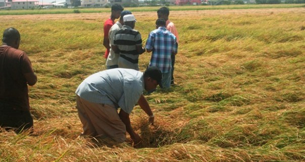 $137M owed to Essequibo Rice Farmers