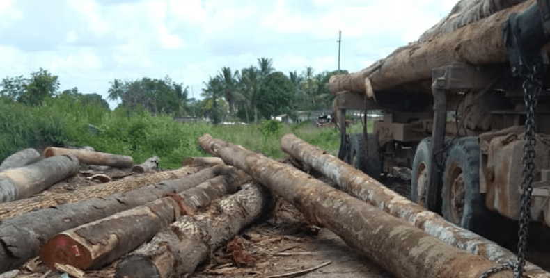 Linden labourer crushed to death by log at Blueberry Hill sawmill