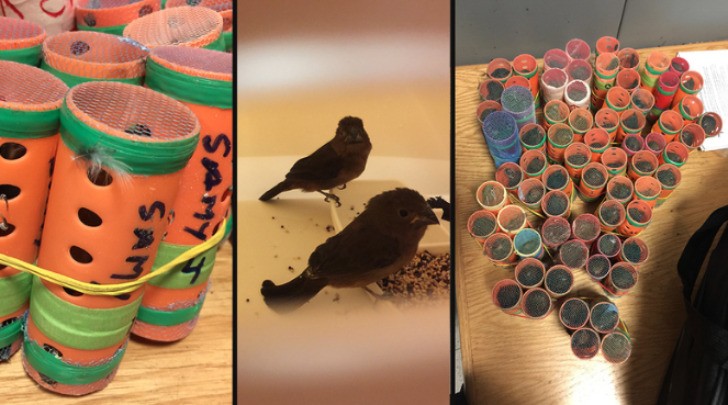 Passenger from Guyana held at JFK with 70 live birds in hair curlers