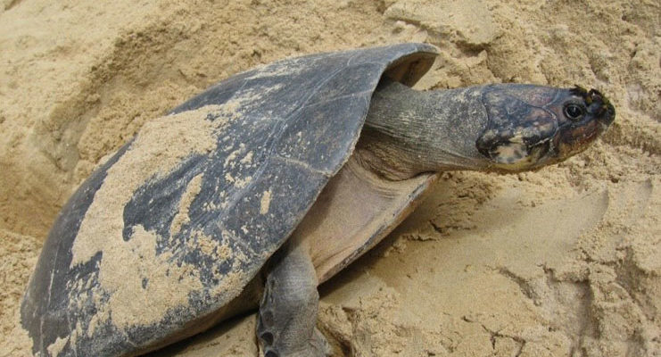 Turtle Festival for Yupukari this weekend