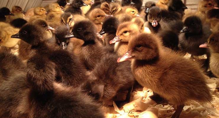 Trinidad’s ban on poultry products from Guyana ill-advised and premature -GLDA