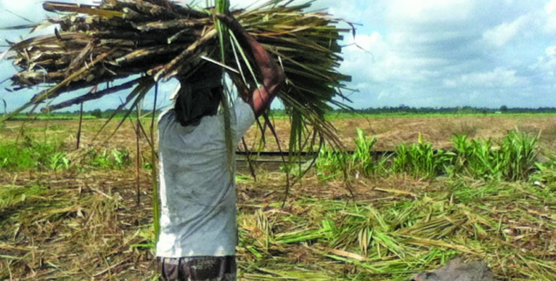 Albion sugar workers down tools demanding pay increase