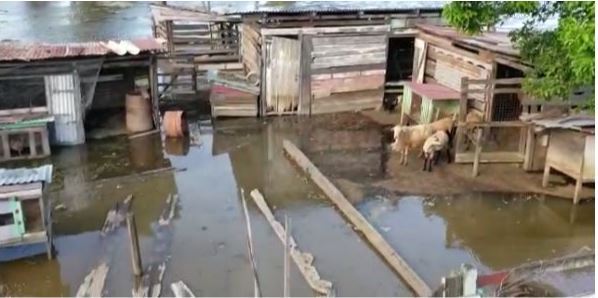 Livestock, rice lands under threat following spring tide