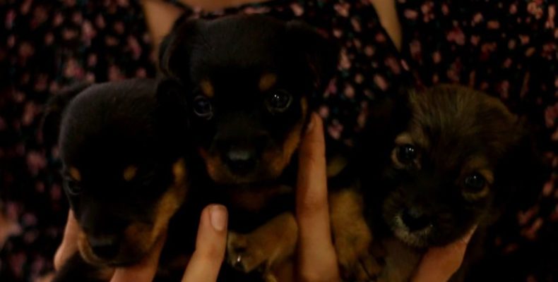 Animal rescue organization raising funds to build shelters
