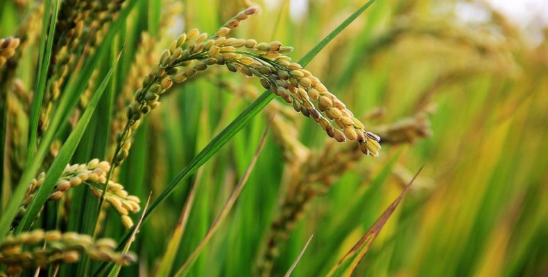 Rice Production and earnings soared to record high in 2019 -GRDB