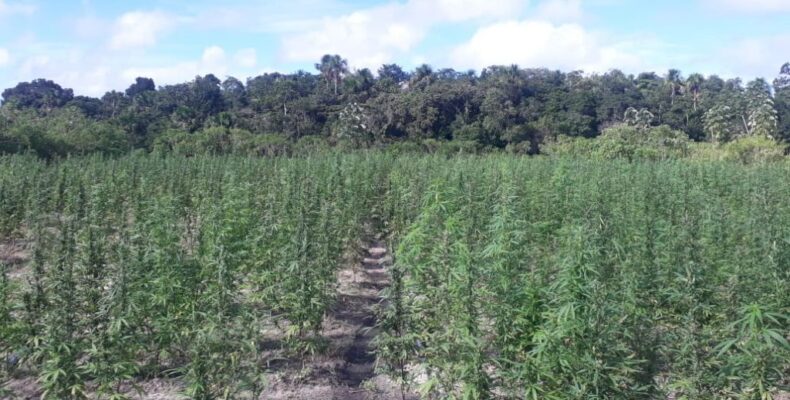 Police destroy 600,000 ganja plants worth $100M