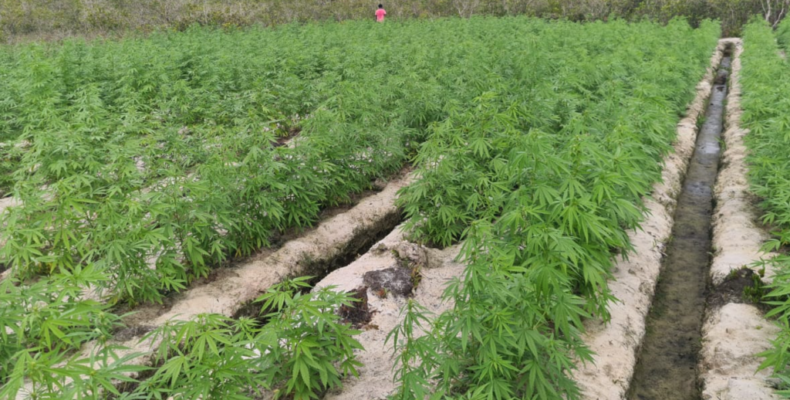 Over 7500 marijuana plants destroyed during Yarrowkabra operation