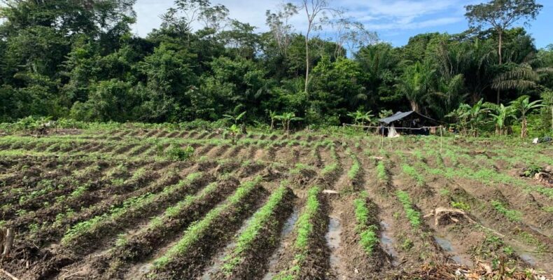 Two men arrested after police find 6,000 ganja plants, ammo