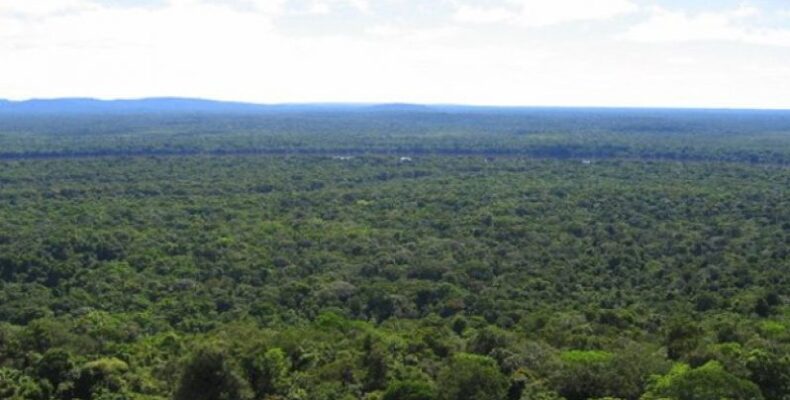 Guyana, Suriname mull profiting from intact rainforests together