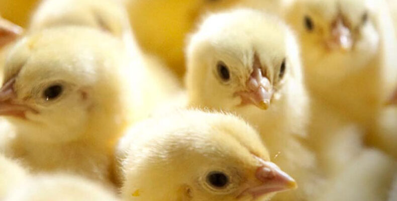 Camex looks to expand with $200M poultry-processing plant