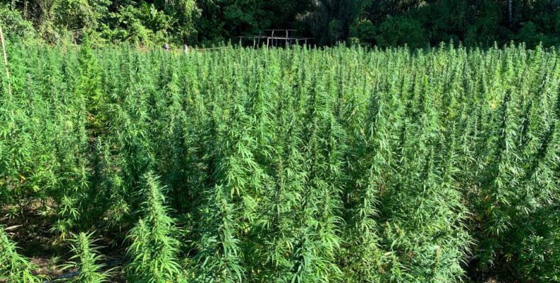 Four farms, one drying camp with $115 million in marijuana found, destroyed in Berbice
