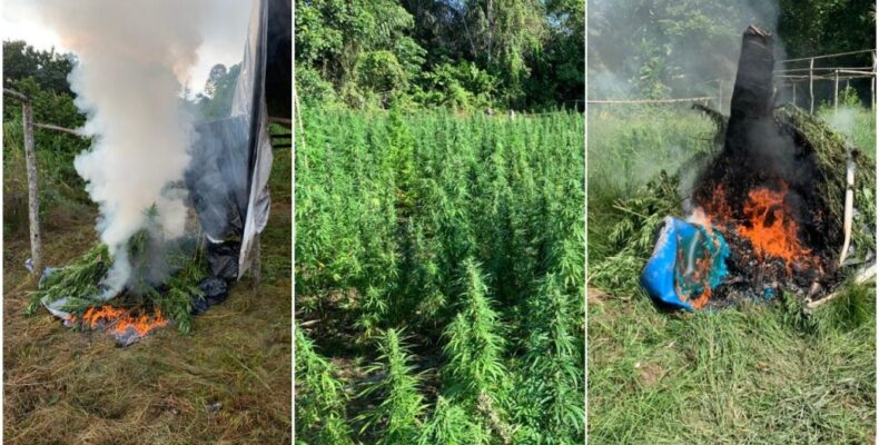 $115M worth in ganja farms, plants destroyed