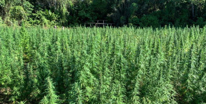 Berbice marijuana farm destroyed with $115 Million worth of marijuana