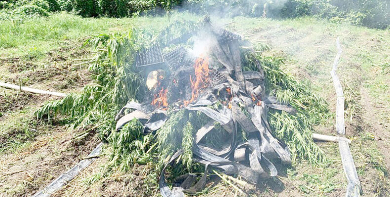 $115M in marijuana destroyed in Berbice River
