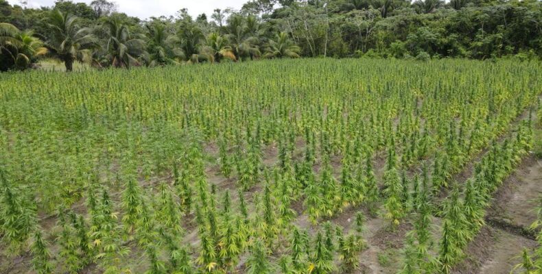 $2 Billion in marijuana destroyed by police in Region 10; two suspects fled by boat