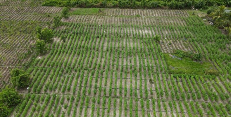 40-acre marijuana farm destroyed by Police in Upper Berbice river