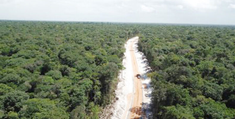 Value Guyana’s forests provide to world estimated at US$40-54B