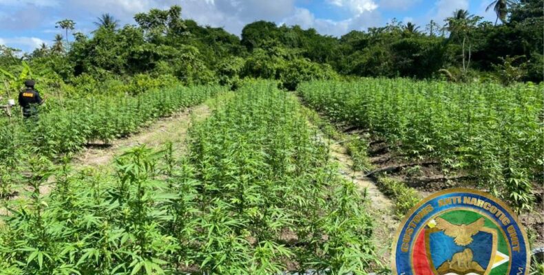 CANU destroys $70M worth of ‘ganja’ at Victoria backlands