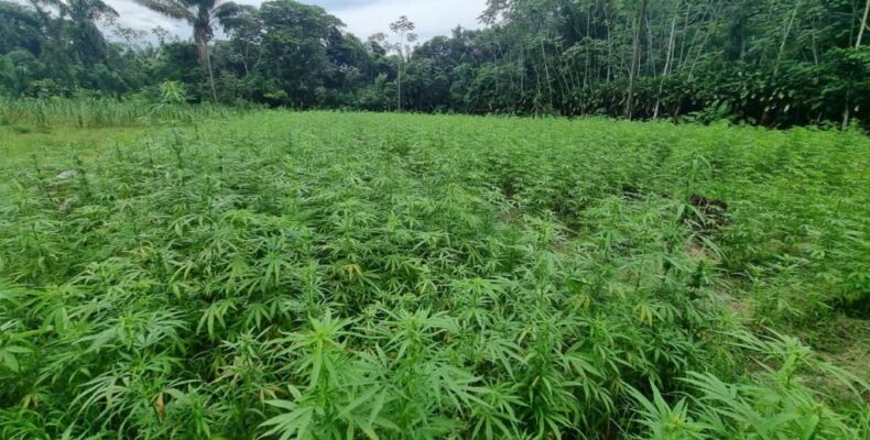 Police destroy 10 acres of ‘ganja’ in Upper Berbice