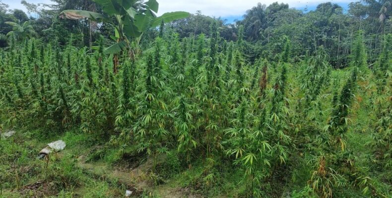 60,000 ganja plants, 600lbs dried cannabis destroyed by cops