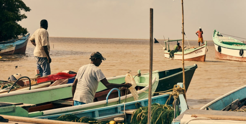 Assessments and analysis to be conducted to ascertain reason behind decline fish catches