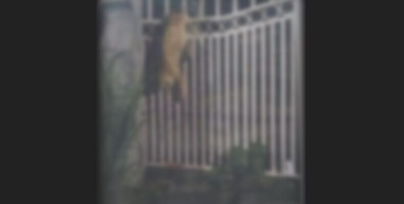‘Tongue man’ charged for killing cat