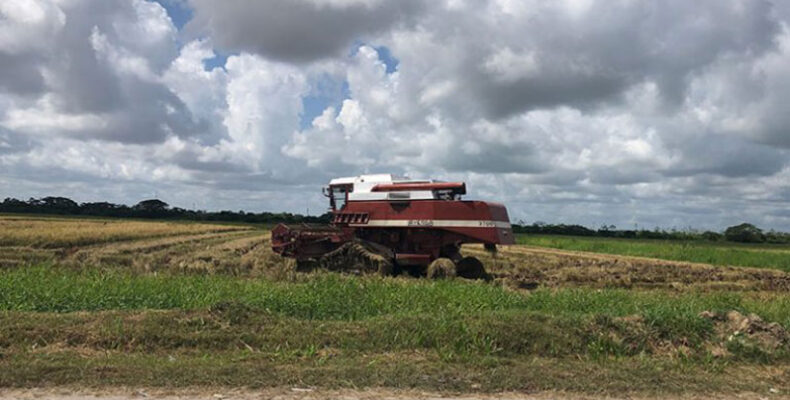 Sowing begins for first 2022 rice crop