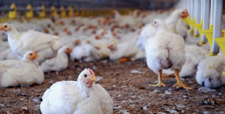 No chicken shortage this season – Poultry Association