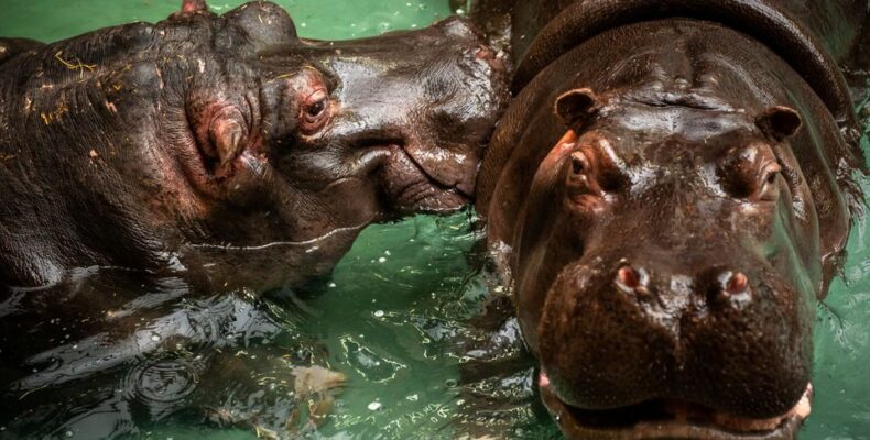 Two hippos in Belgian zoo test positive for COVID-19