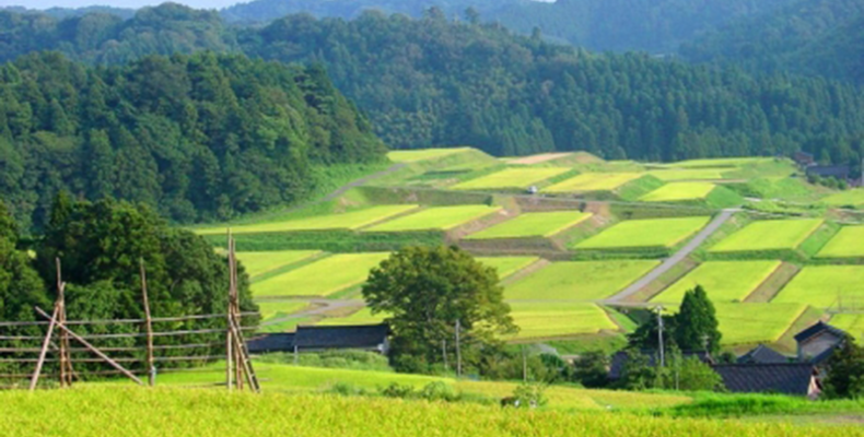 The contemporary role of agricultural heritage