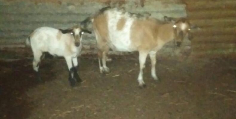 Driver transporting stolen goats arrested
