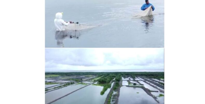 63 ponds completed to ramp up production of brackish water shrimp