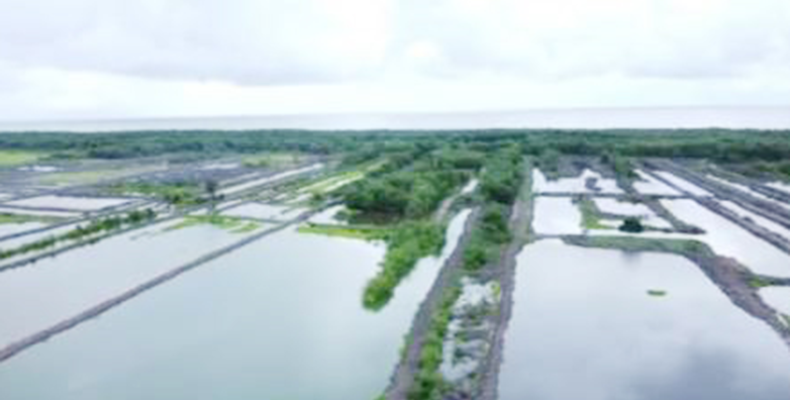 Construction of 63 brackish shrimp ponds completed in Berbice