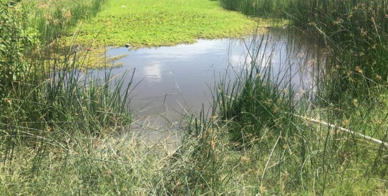 Headless, decomposed weeks-old toddler found floating in canal
