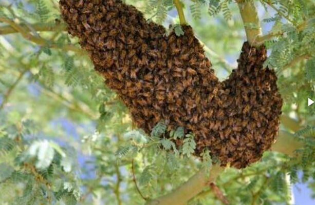 Boy, 9, among three people attacked by bees in Rose Hall