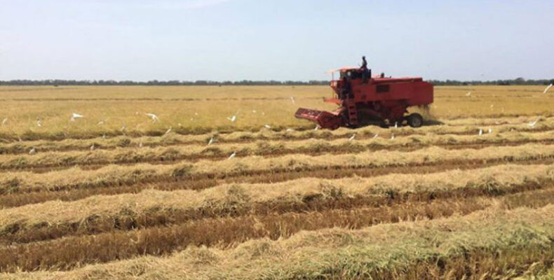 Bumper harvest expected as sowing for first rice crop well underway