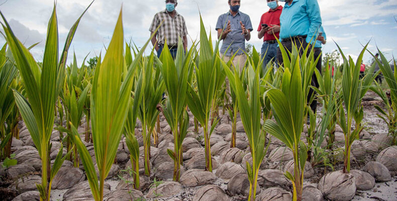 Coconut industry’s earnings climb to $2.5B in 2021