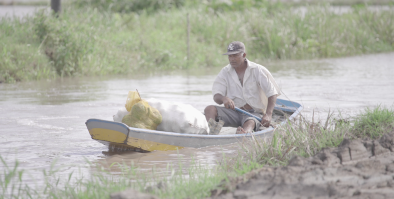 Facing worsening climate conditions, Guyanese farmers to benefit from crop insurance this year