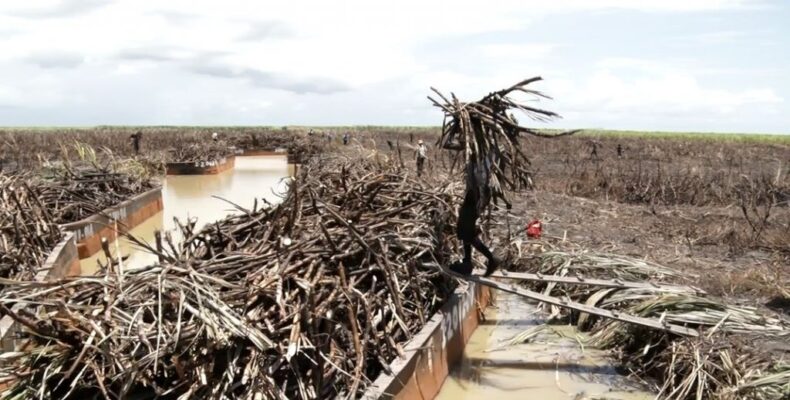 More money for GuySuCo but dependence on gov’t to be reduced by 2026