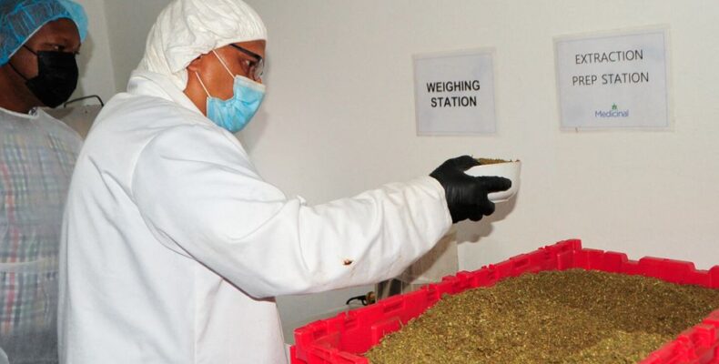 Caribbean nation of Saint Vincent exports first cargo of medical cannabis