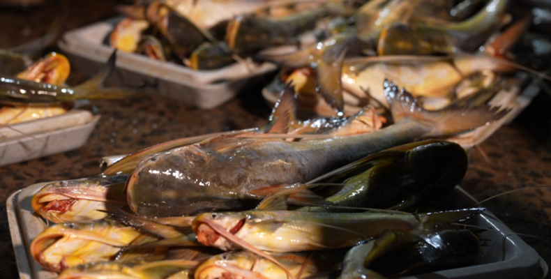 ‘Most’ of the protocols completed to remove Catfish ban – Agri. Minister