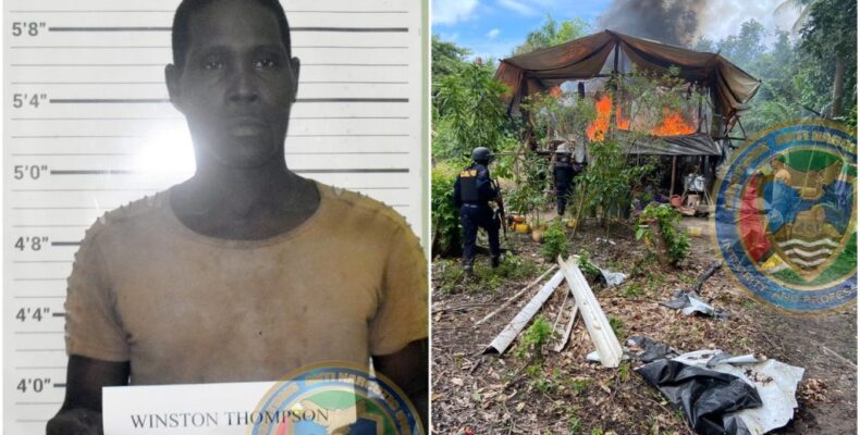 Jamaican national busted at ‘ganja’ farm in Nabaclis; weapons, ammo found