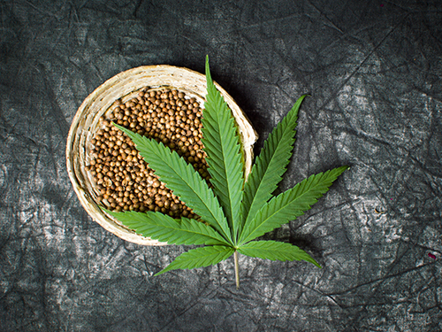 Orderly development of hemp industry ‘without abuse’ by mid-year – Jagdeo