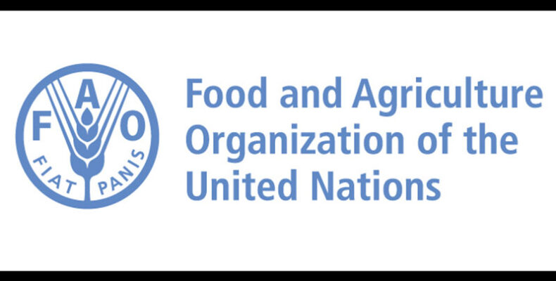 Social protection key to COVID-19 recovery, FAO says
