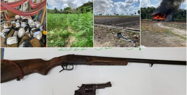 $30M worth in ganja destroyed in Berbice