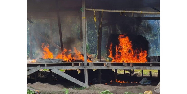 Cops destroy $115M in marijuana