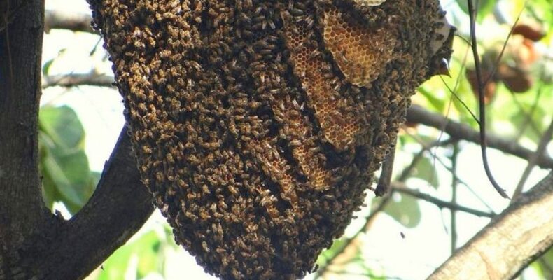 Corentyne businessman escapes deadly bee attack; pets killed