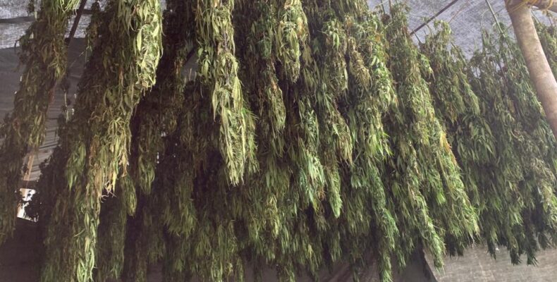 Police destroy $90M in ganja at Berbice River