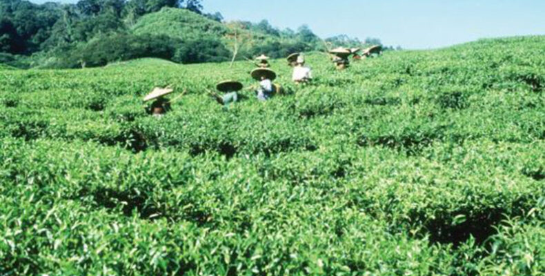 Tea can help transform ‘agri-food’ systems to end poverty, hunger