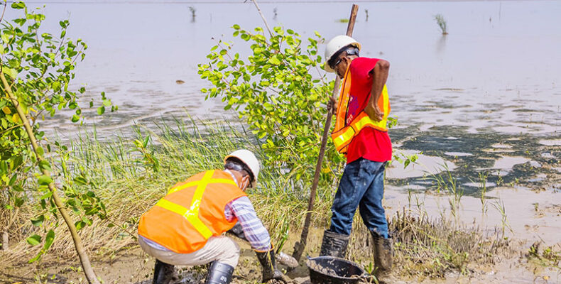 ExxonMobil Guyana replants mangroves at Ogle foreshore